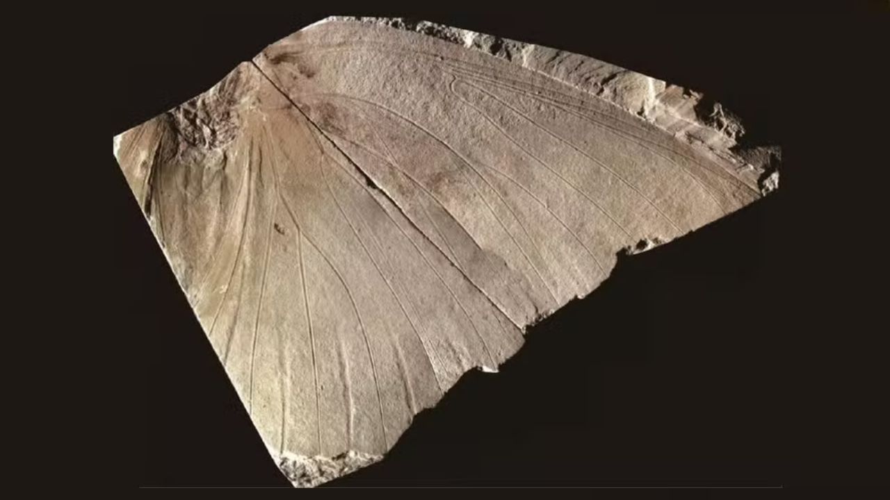 Esquecido em museu desde 1988, fóssil revela ser de espécie inédita e já extinta