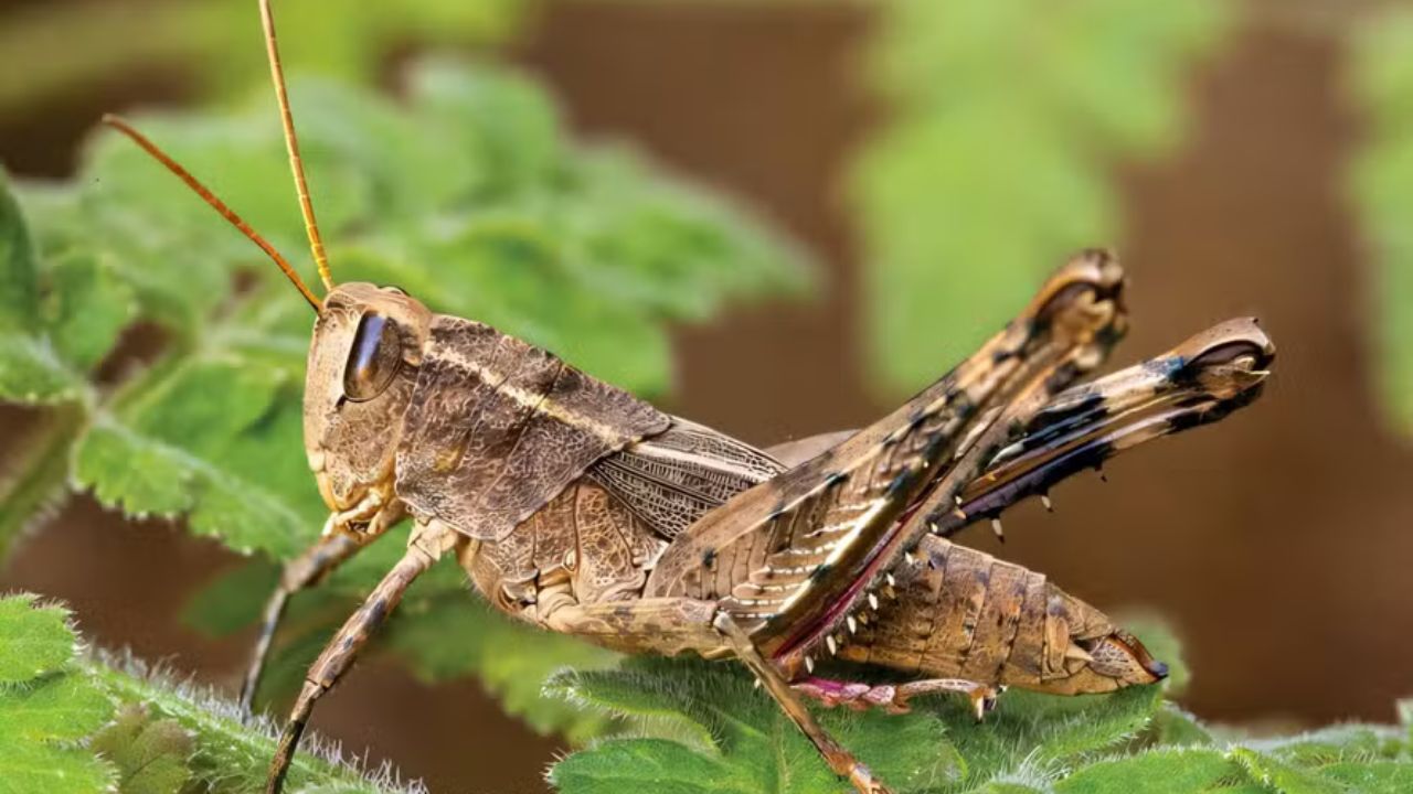 Espécie de gafanhoto considerada extinta é avistada após mais de 40 anos
