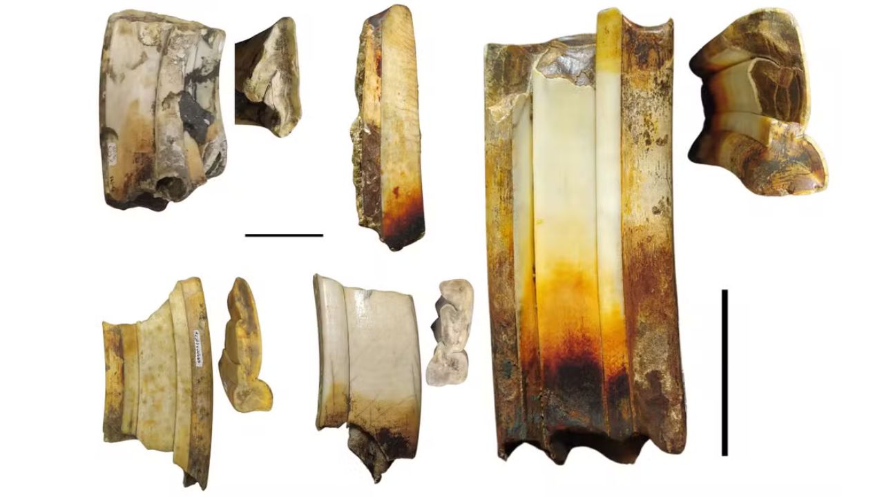 Cientistas encontram indícios de interação humana em dentes de mamífero extinto