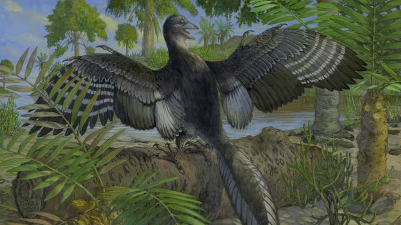 Fóssil sugere que dinossauro voava baixo como uma galinha há 150 milhões de anos