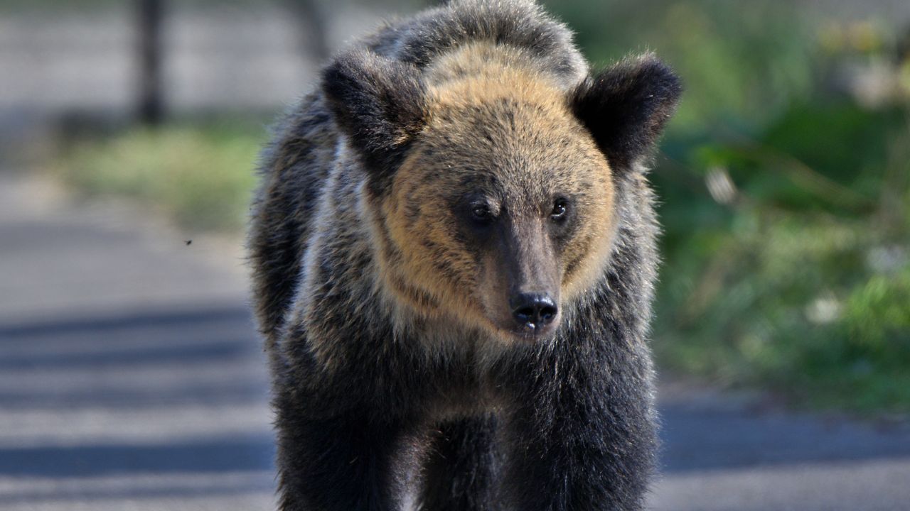 Como invasão de urso definiu vencedor de torneio de golfe no Japão