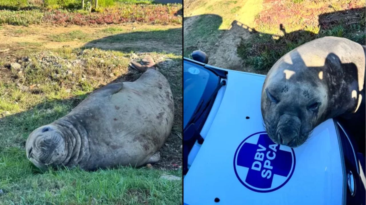 Elefante-marinho é visto vagando pelas ruas da Cidade do Cabo, na África do Sul