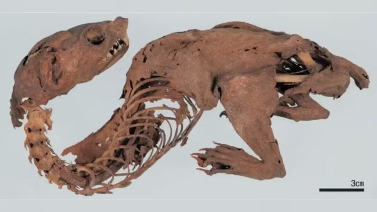 Mistério envolvendo ‘dragão’ encontrado no Japão é desvendado em novo estudo