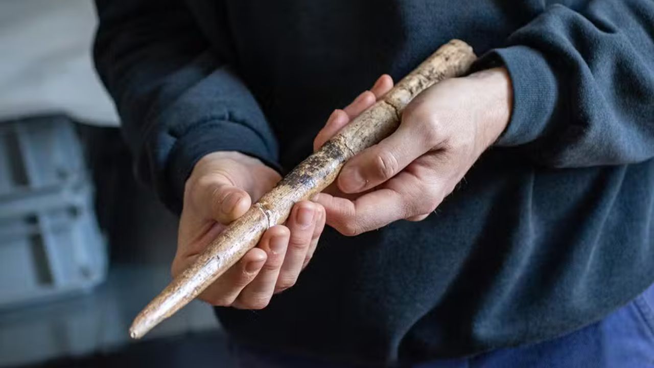Humanos faziam armas com ossos de baleia há 20 mil anos, aponta estudo