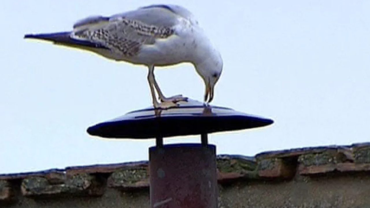 Conclave: gaivota em chaminé levanta alerta para dilema urbano da Europa