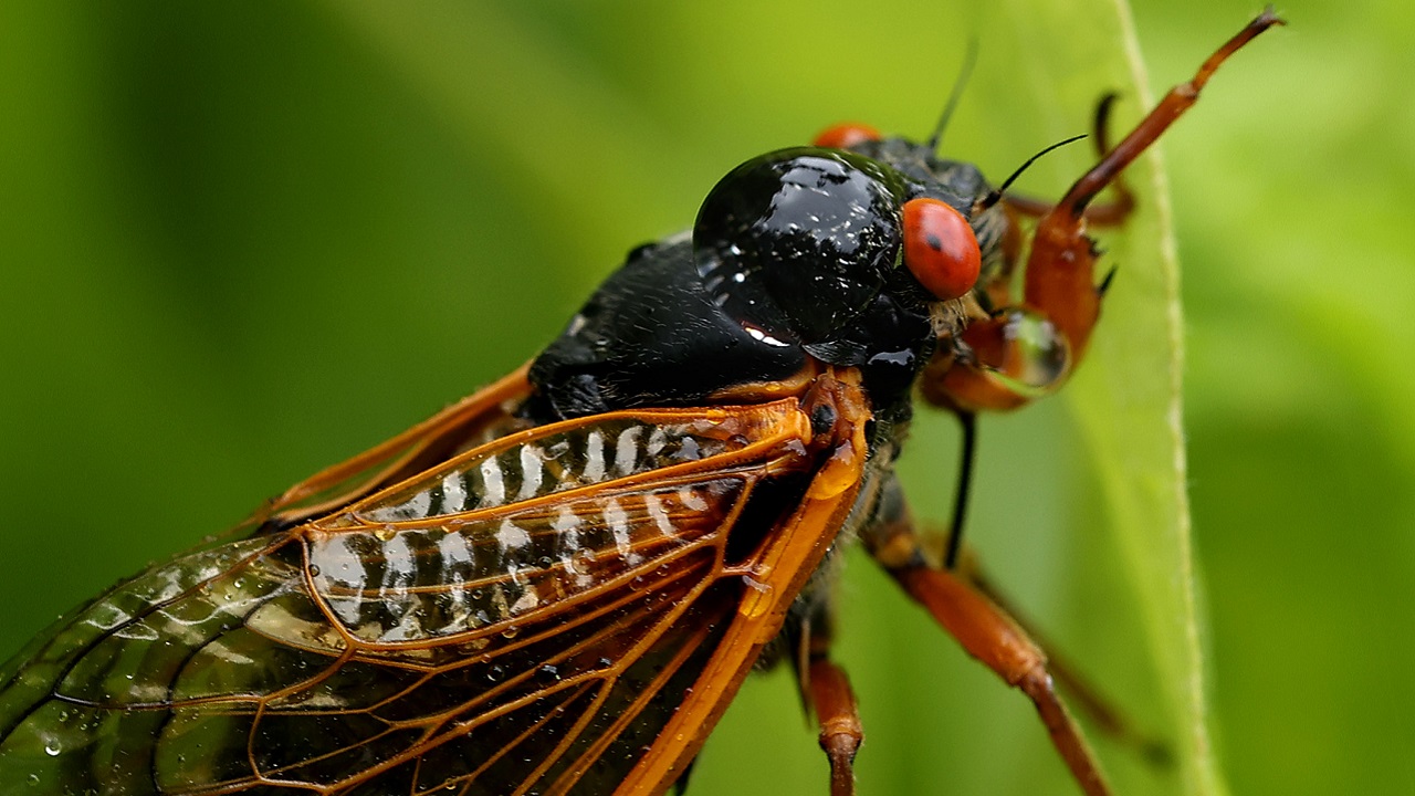 Invasão zumbi das cigarras: Bilhões de insetos emergirão do solo nos EUA