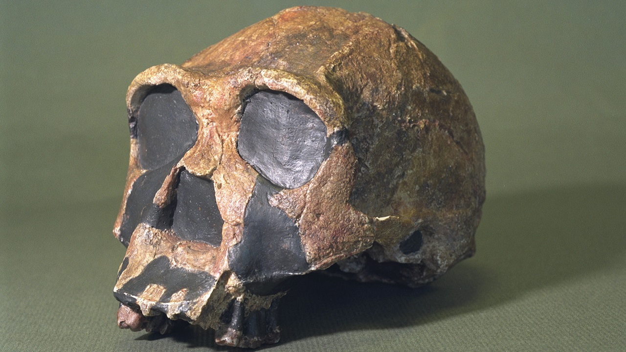 Descoberta na Indonésia pode reescrever a história da evolução humana