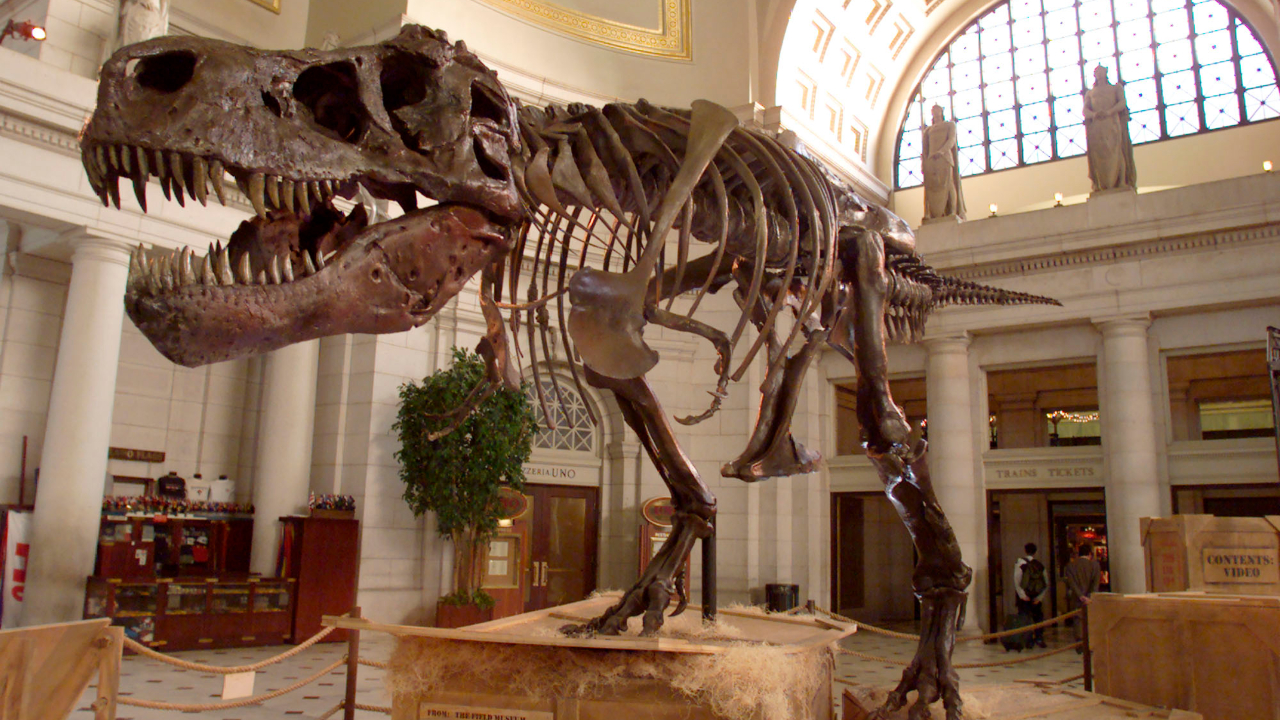 Novo estudo sugere que o T. rex pode ter evoluído na América do Norte