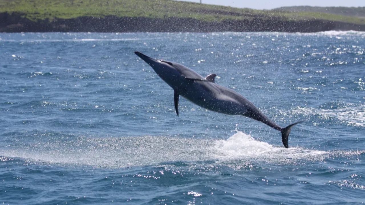Golfinhos de Noronha revelam sistema de guarda para proteger o grupo
