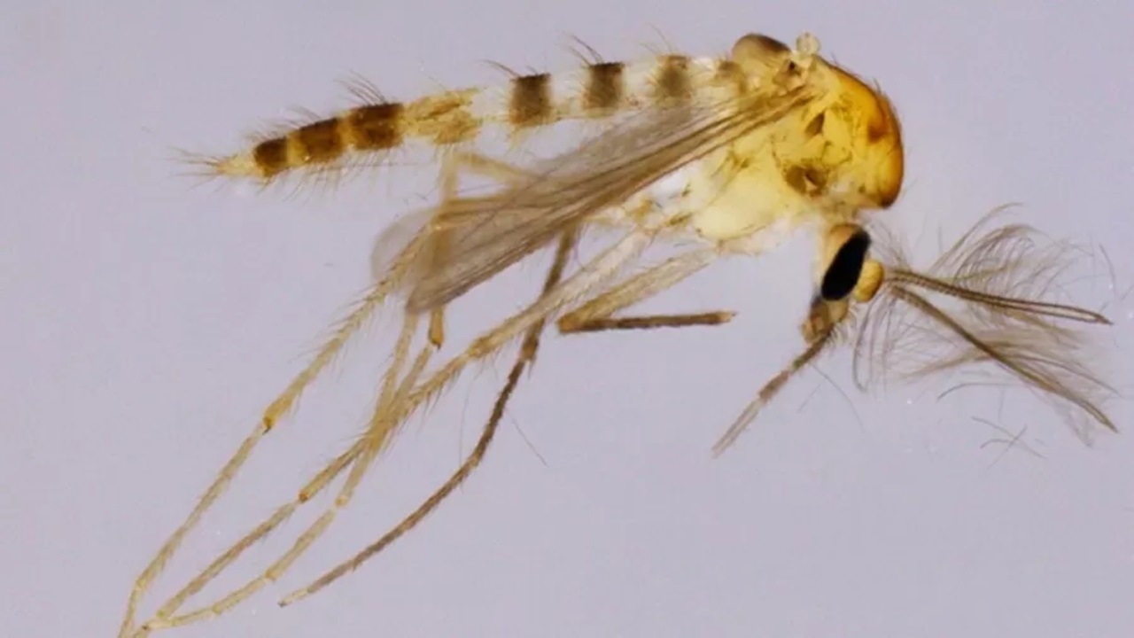 Pesquisadores descobrem nova espécie de inseto no Rio Grande do Norte