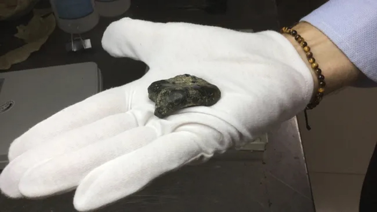 Fóssil de Homo erectus de 140 mil anos é encontrado no fundo do mar