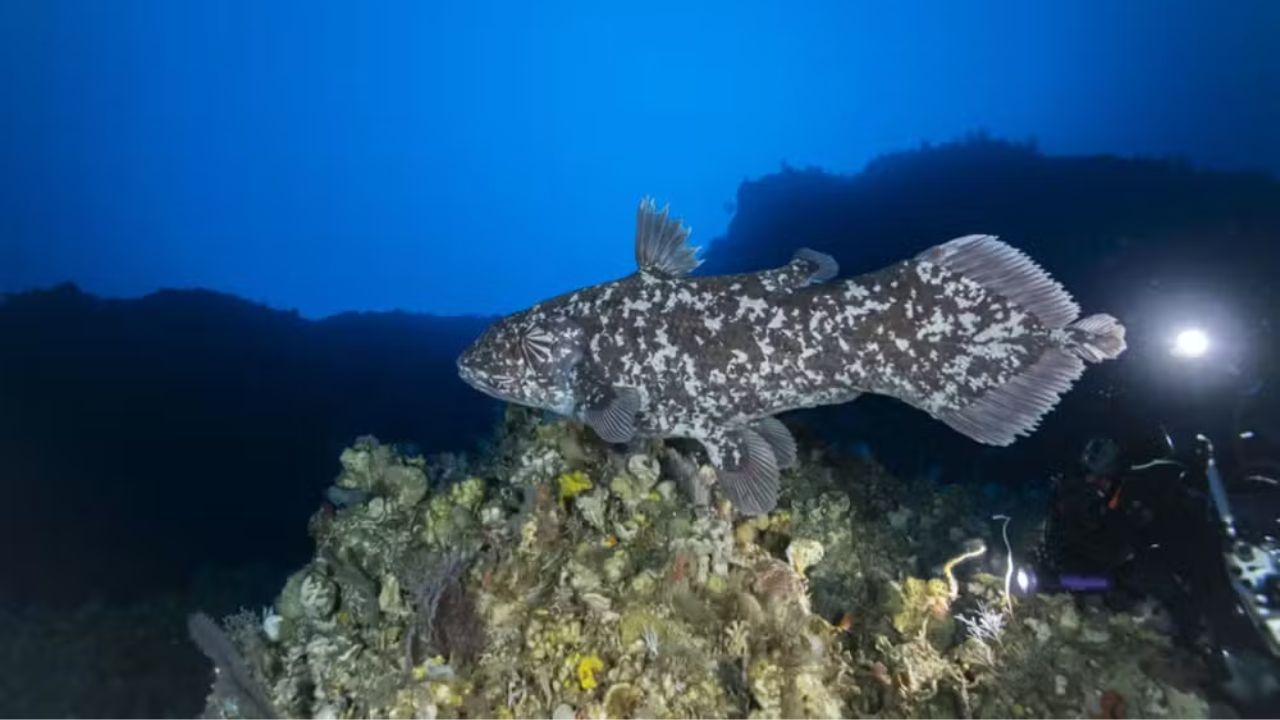 Entenda como pesquisadores fotografaram peixe considerado ‘fóssil vivo’