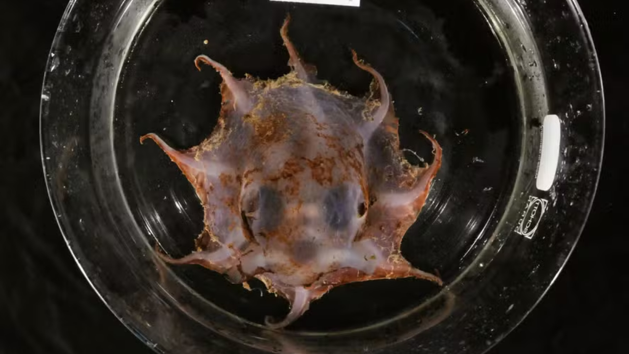 Nova espécie de polvo é descoberta a 1.500 metros de profundidade na Austrália