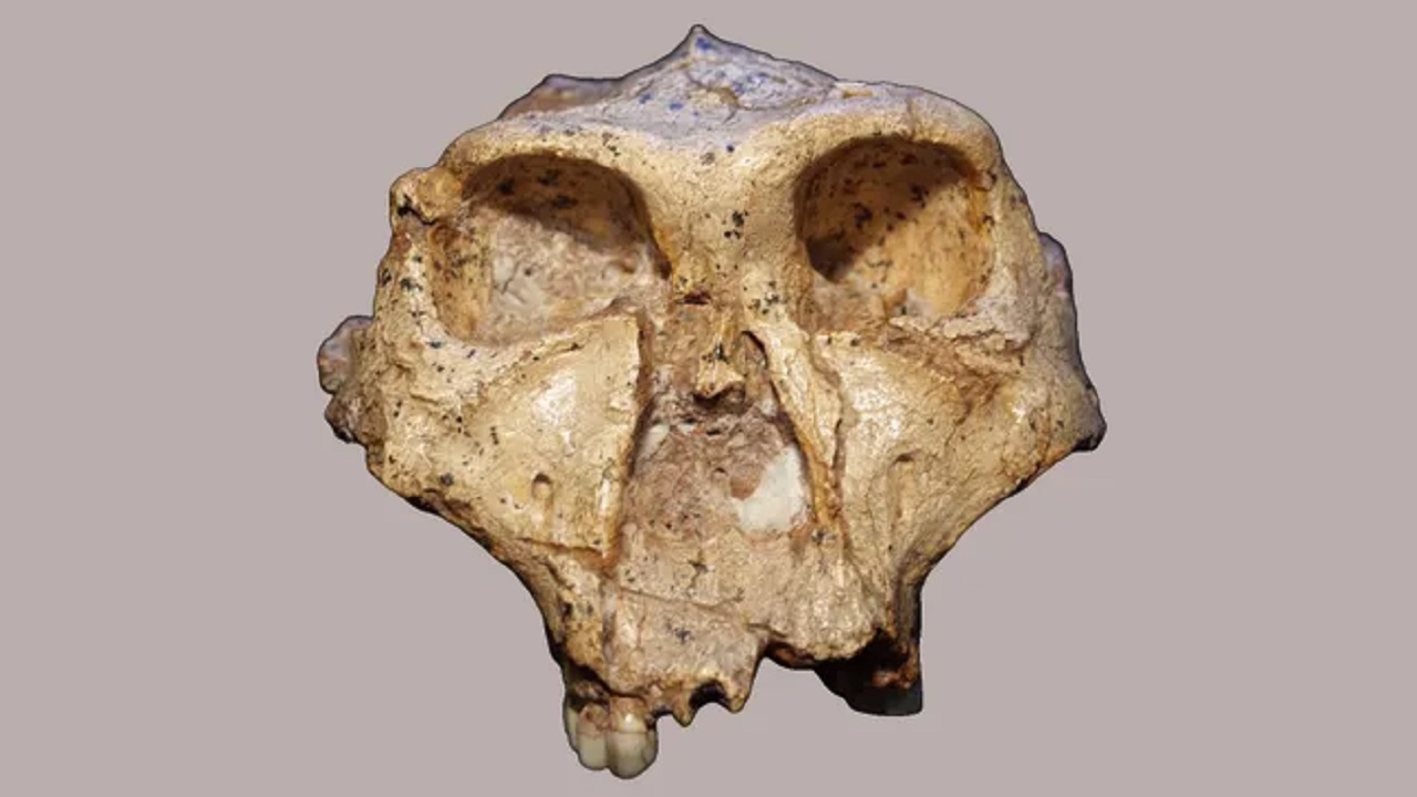 Corrosão dentária revela pistas sobre parentes extintos dos humanos