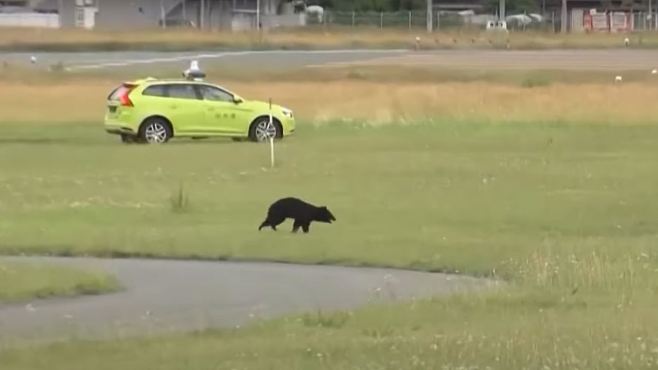 Urso invade pista de aeroporto e força cancelamento de voos no Japão