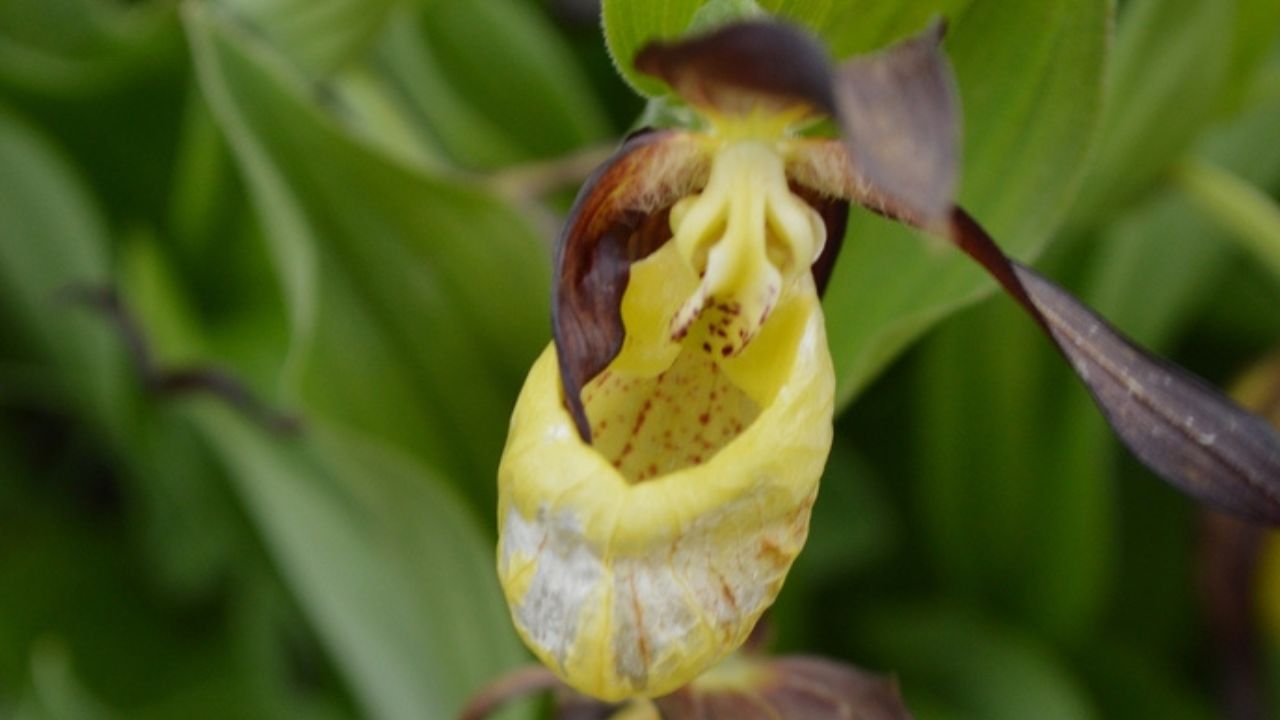 Após quase 100 anos, orquídea rara floresce novamente no Reino Unido