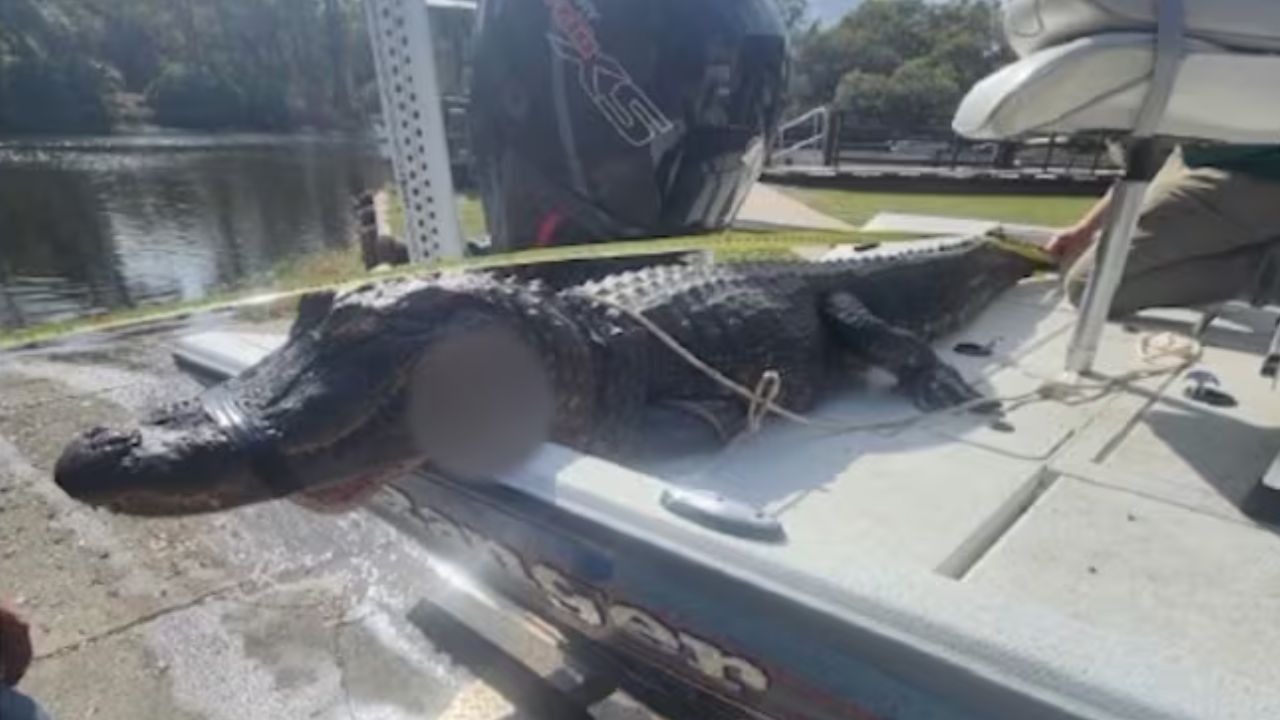 Homem enfia dedo no olho de jacaré para salvar mulher mordida durante passeio