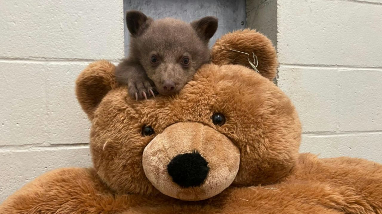 Com fantasias de urso, equipe cuida de filhote órfão para devolvê-lo à natureza