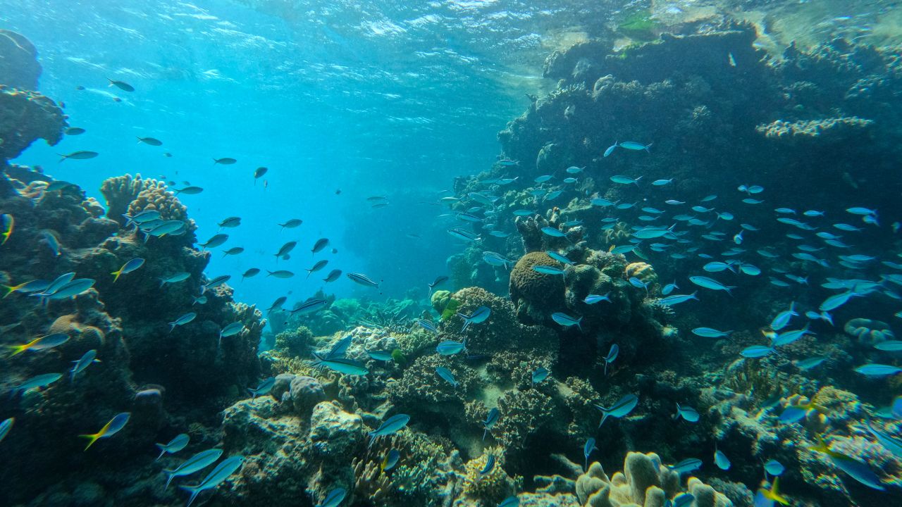 Austrália congela bilhões de células de corais para tentar salvar a Grande Barreira