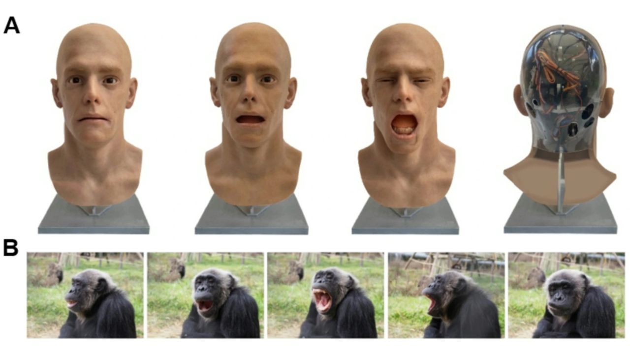 Chimpanzés bocejam e se deitam após ver robô fazer o gesto, aponta estudo