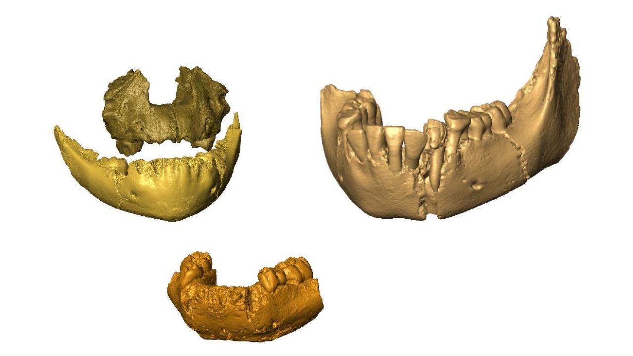 Mandíbulas de bebês com dois milhões de anos indicam nova face da origem humana