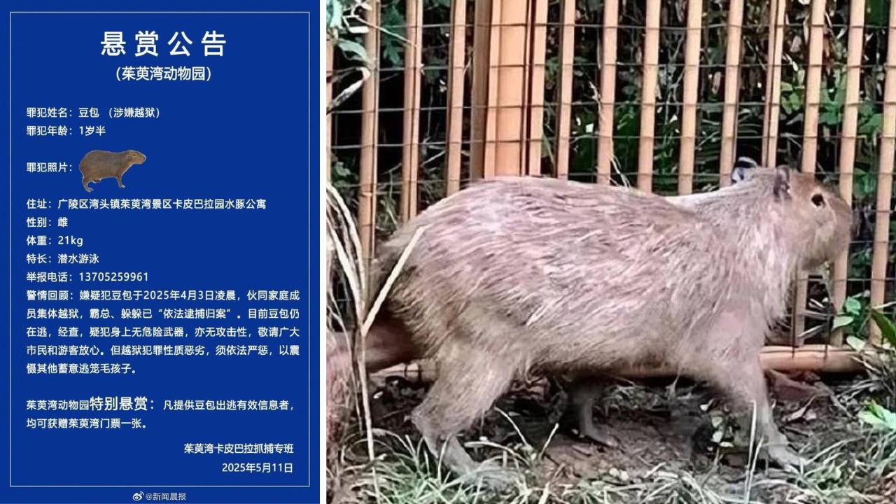 China recupera capivara fugitiva após dois meses e caso viraliza nas redes