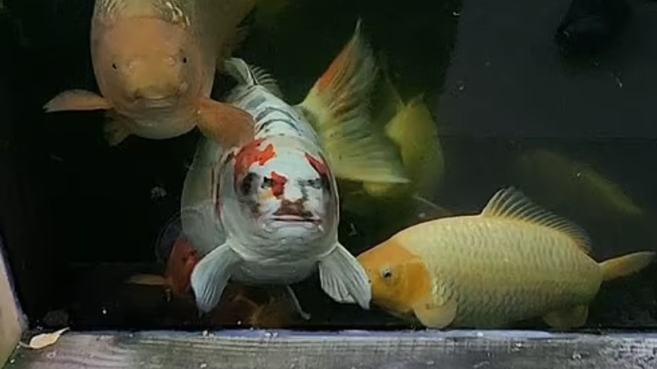 Peixe com ‘rosto humano’ vira celebridade e dono recebe oferta de R$ 50 mil