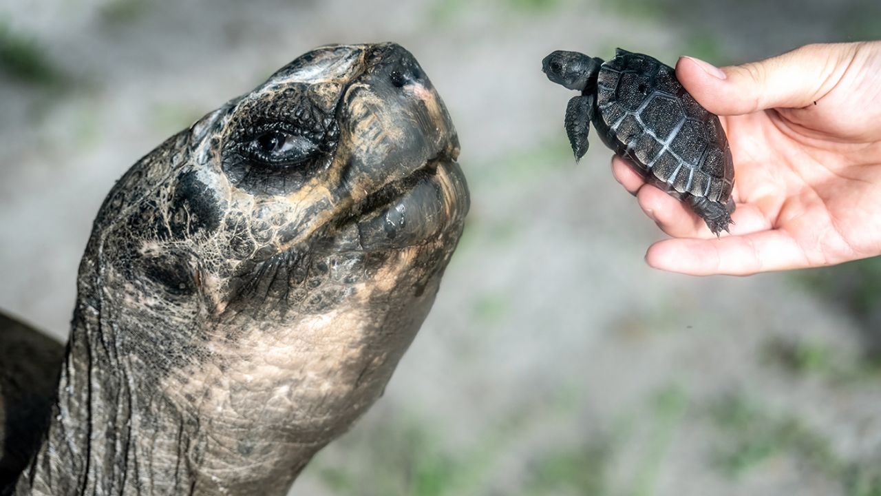 Tartaruga-das-Galápagos comemora 135 anos e seu primeiro Dia dos Pais nos EUA