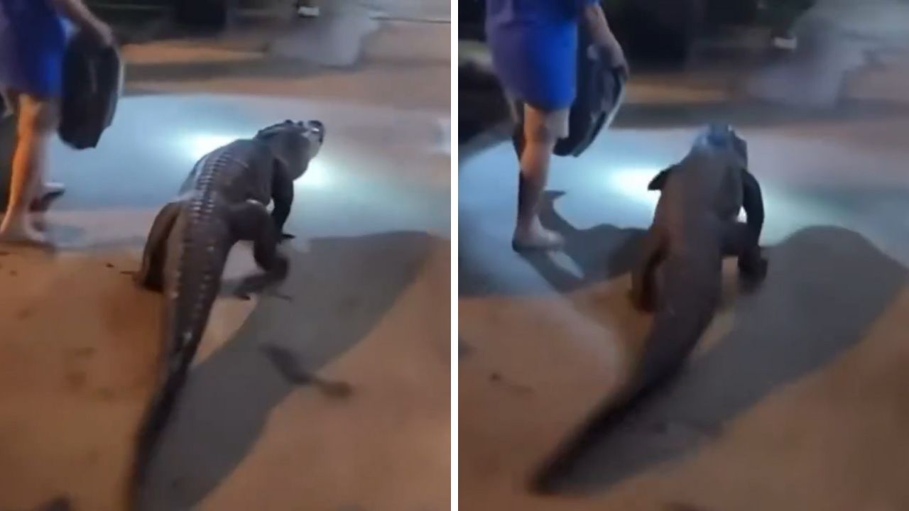 Jacaré que fugiu a caminho do zoológico é flagrado em motel nos EUA