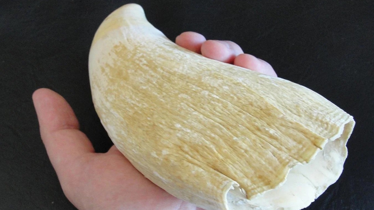 Dente de cachalote da pré-história revela antigas conexões costeiras ibéricas