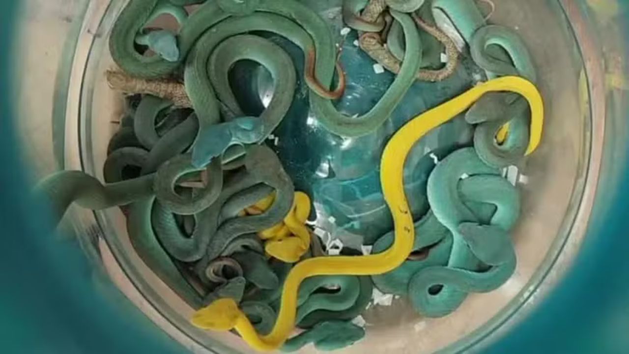 Homem é preso após tentar entrar na Índia com 47 víboras venenosas em bagagem