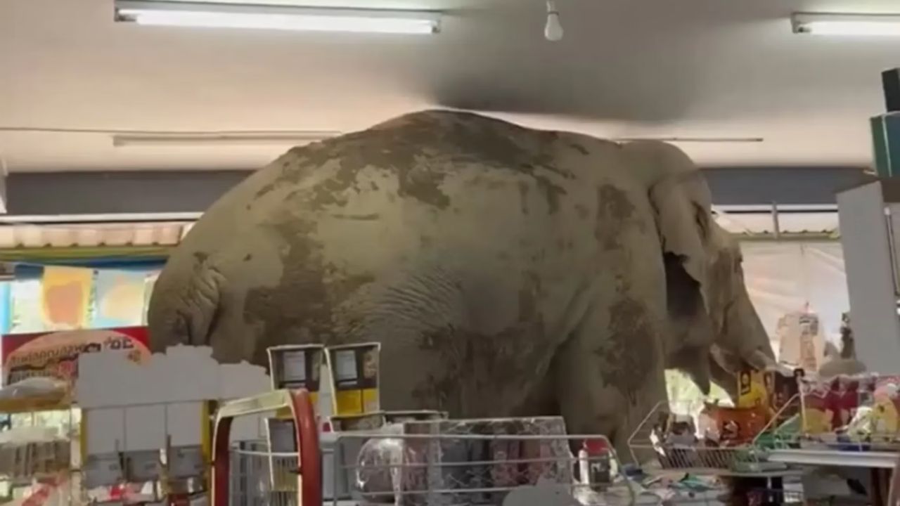 Elefante chama atenção ao invadir mercearia em busca de comida na Tailândia