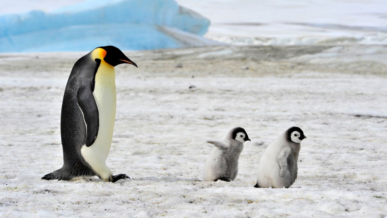 População de pinguins-imperadores está diminuindo mais rápido do que cientistas previam