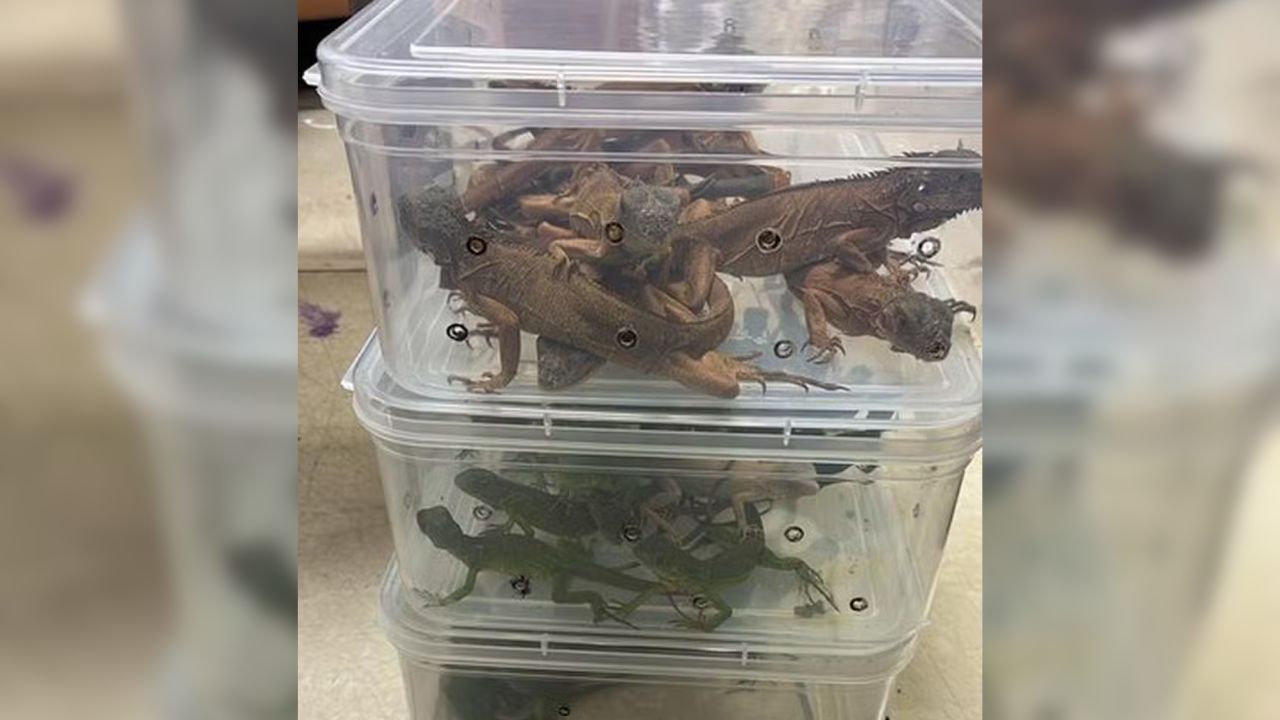 Homem é preso ao tentar entrar na Índia com mais de 100 animais em bagagem