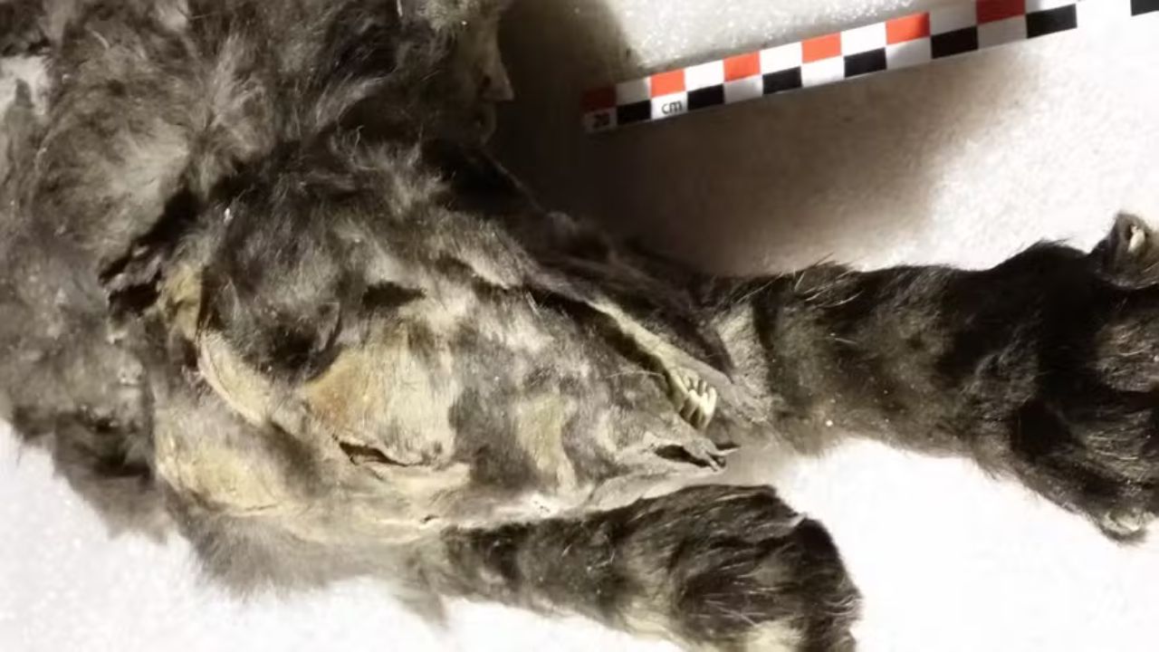 Estudo revela o que filhotes de lobo comeram há 14 mil anos