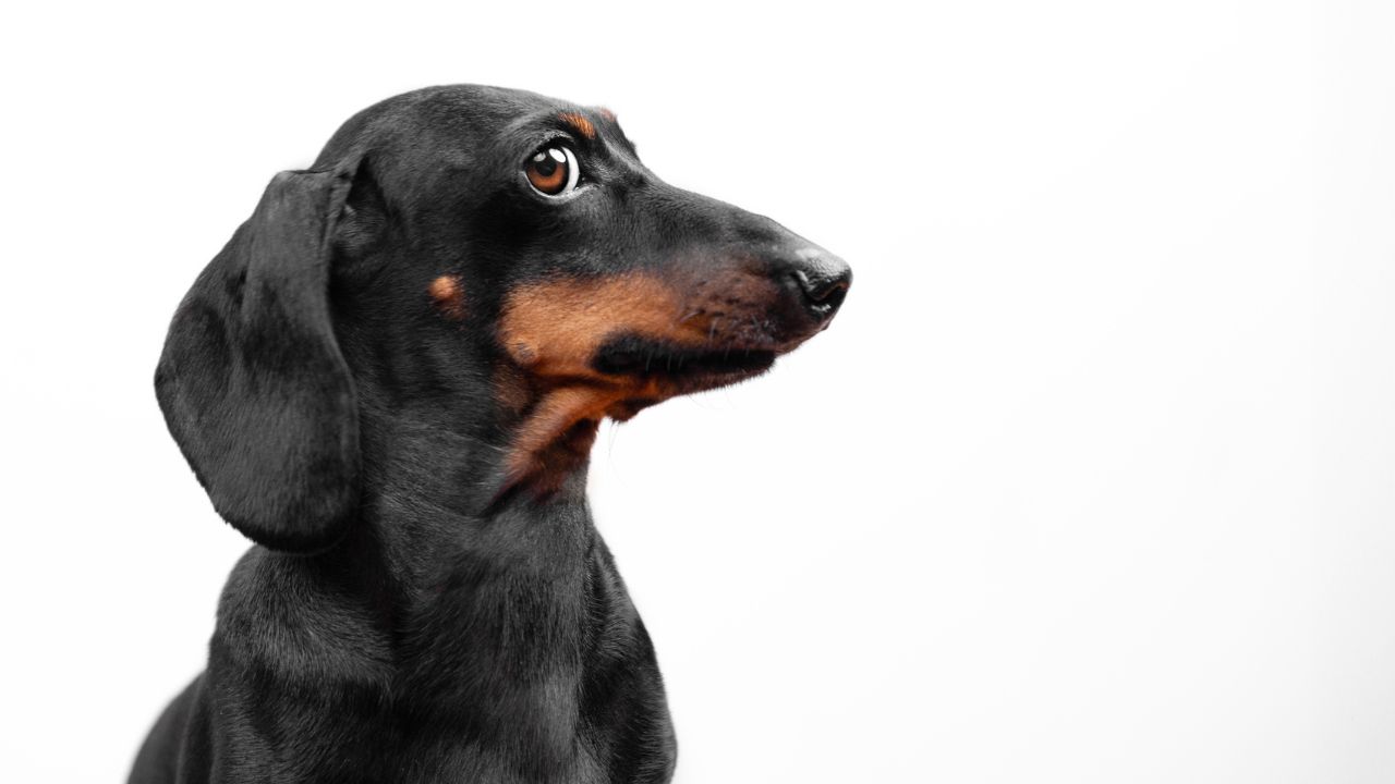 Passear com cães agora é crime em ao menos 20 cidades do Irã