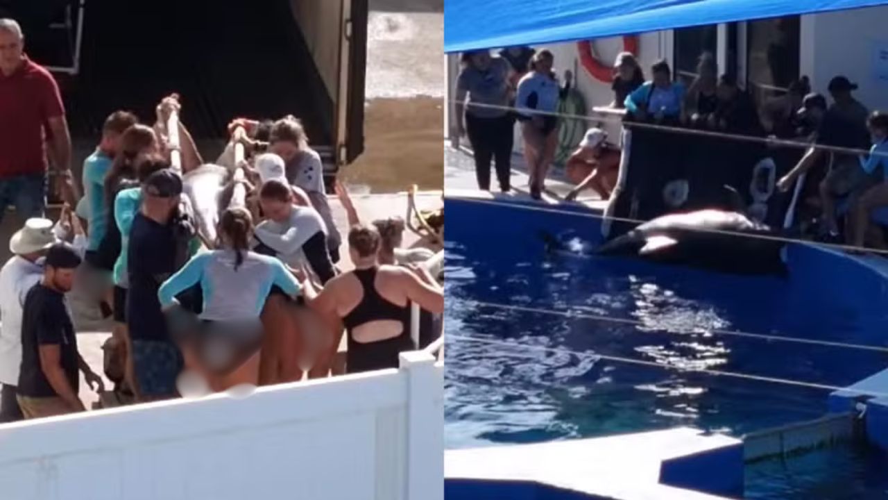 Parque com golfinhos em condições precárias é denunciado por receber mais animais