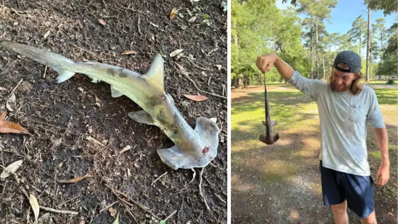 Tubarão ‘cai do céu’ e interrompe partida de disc golf nos EUA