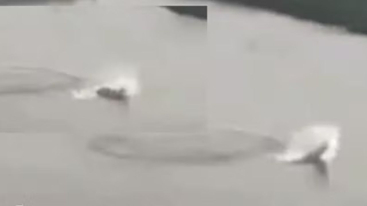 ‘Monstro do Lago Ness da Sérvia’: imagens de suposta criatura intrigam internautas