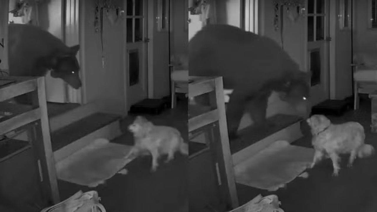 Em vídeo, cão idoso luta contra urso que entrou em residência enquanto tutora dormia