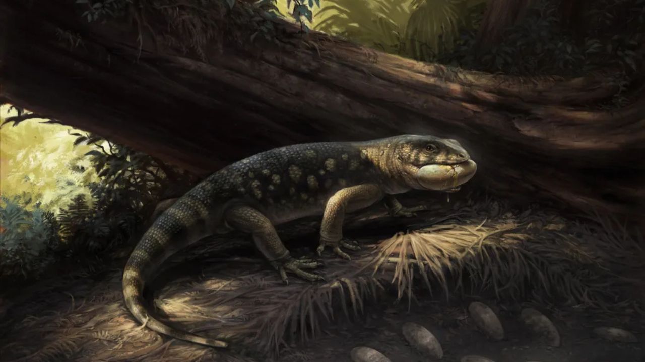 Espécie de lagarto é descoberta em meio a fósseis esquecidos em museu