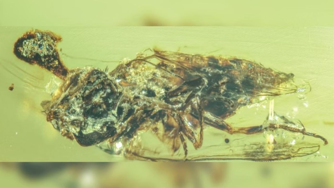 Dois novos fungos zumbis são descobertos em âmbar de 99 milhões de anos