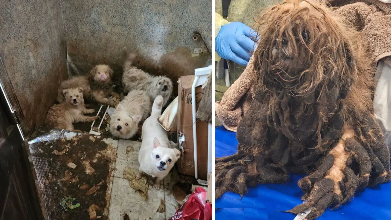 Corpo de idosa é encontrado em residência com mais de 80 cães nos EUA
