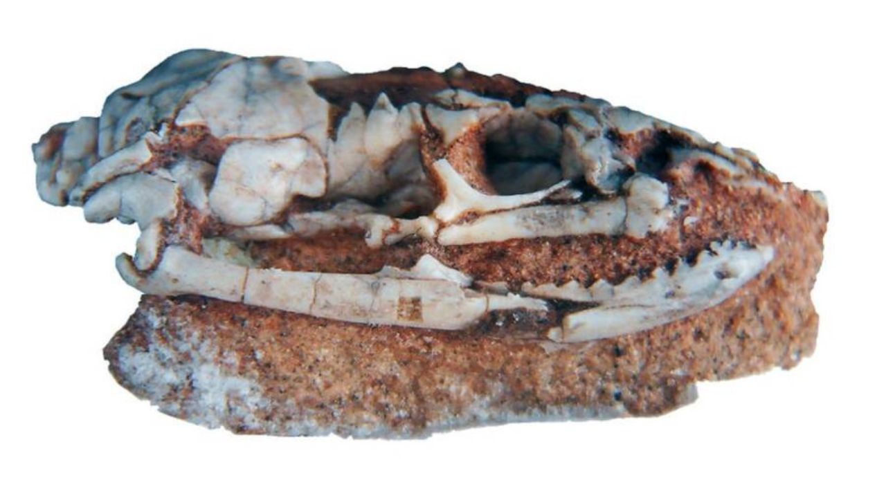 O impressionante crânio de uma cobra com pernas que viveu há 95 milhões de anos