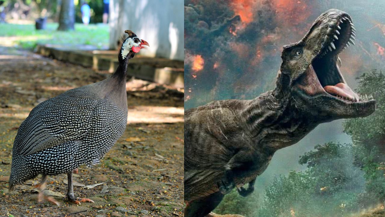 Galinhas-d’angola revelam que dinossauros podem ter sido mais lentos do que se pensava