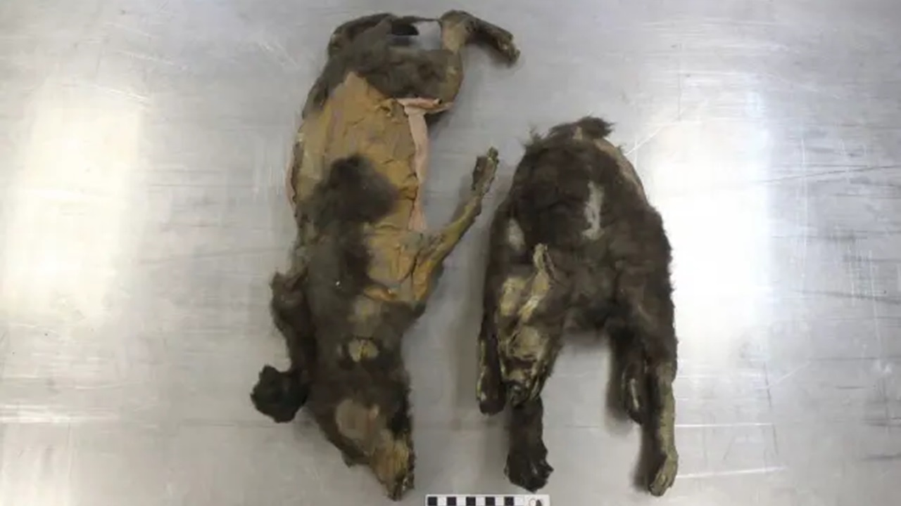 Filhotes de lobo mumificados são encontrados intactos após 14 mil anos