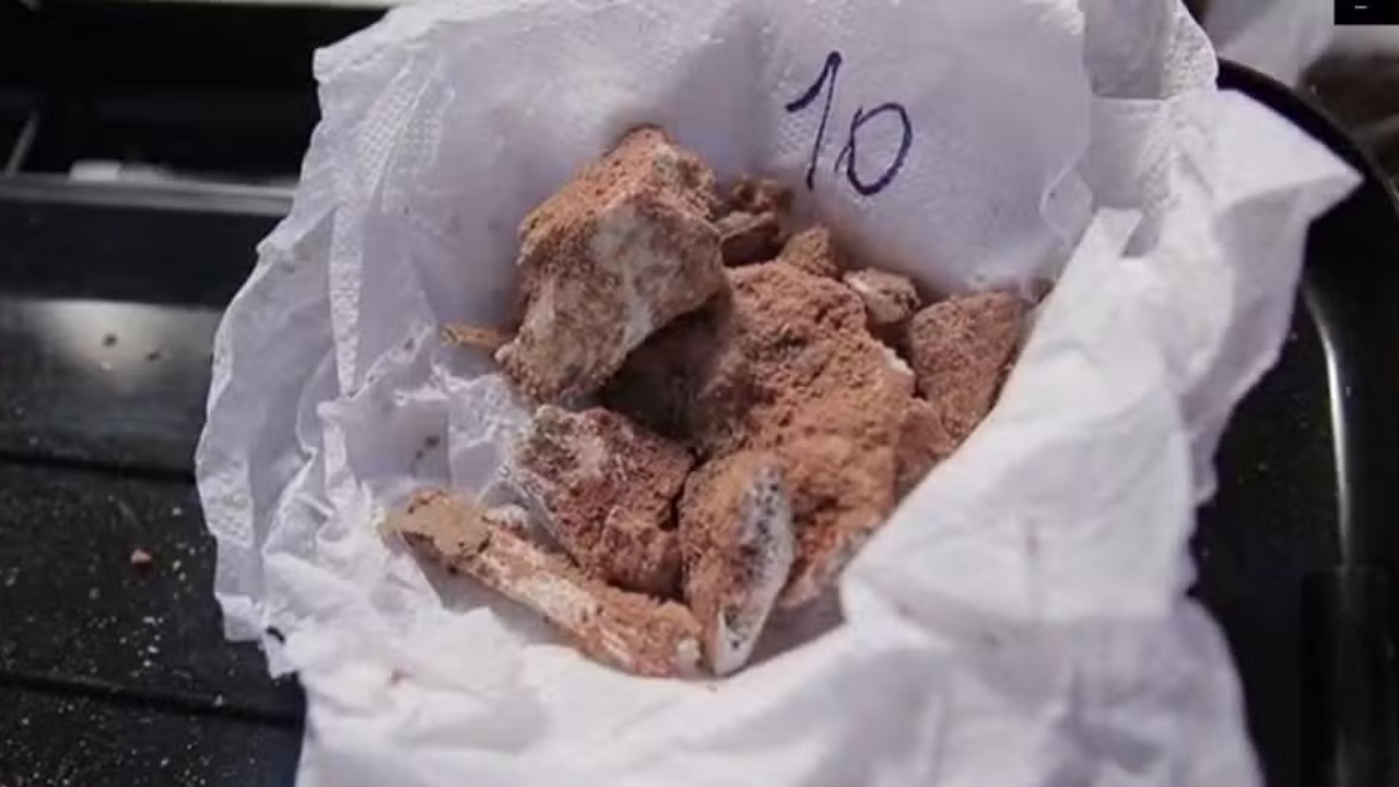 Conjunto raro de fósseis de dinossauros é encontrado em Mato Grosso