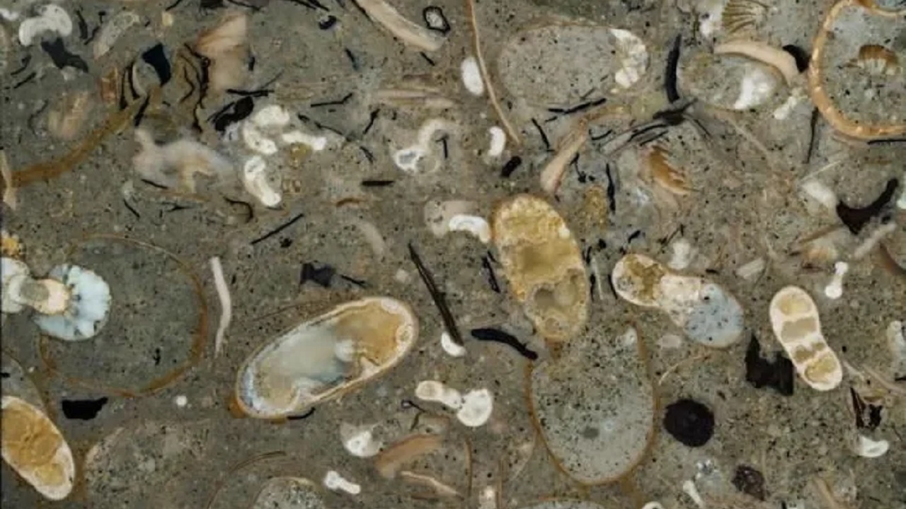 Lulas gigantes dominaram os oceanos enquanto dinossauros reinavam em terra