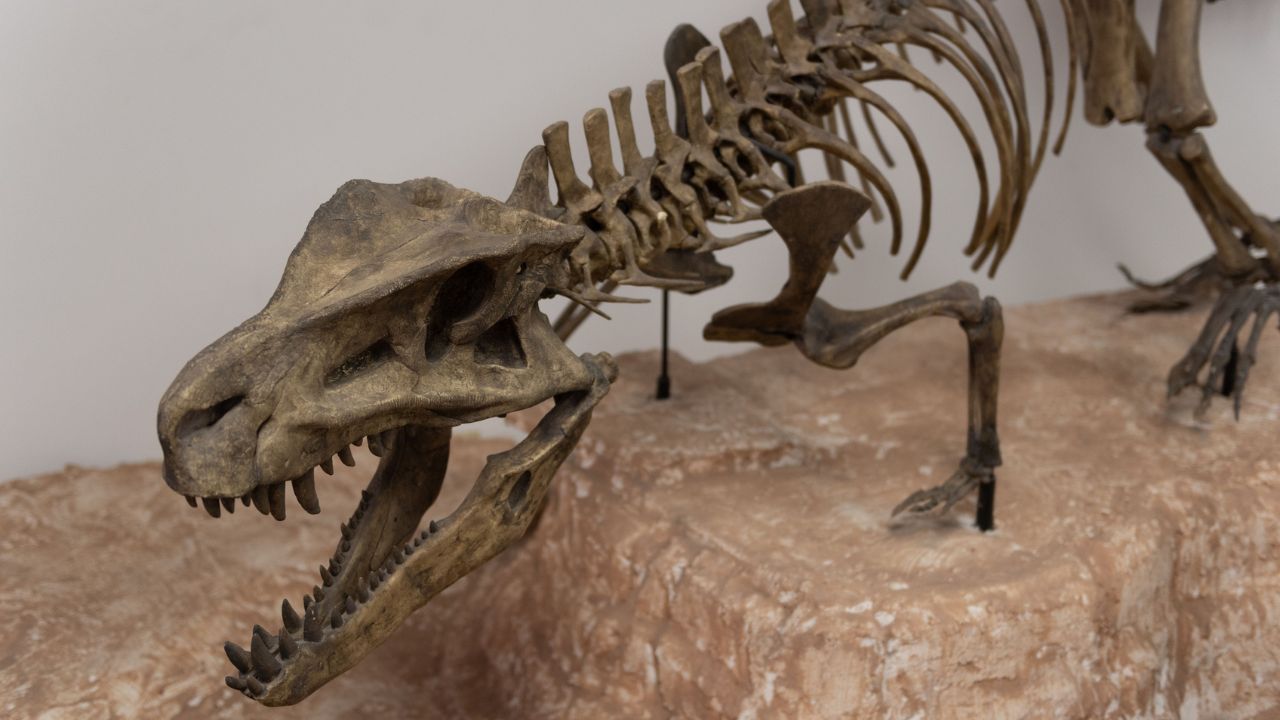 Saiba como fóssil de dinossauro pode contribuir para a cura do câncer