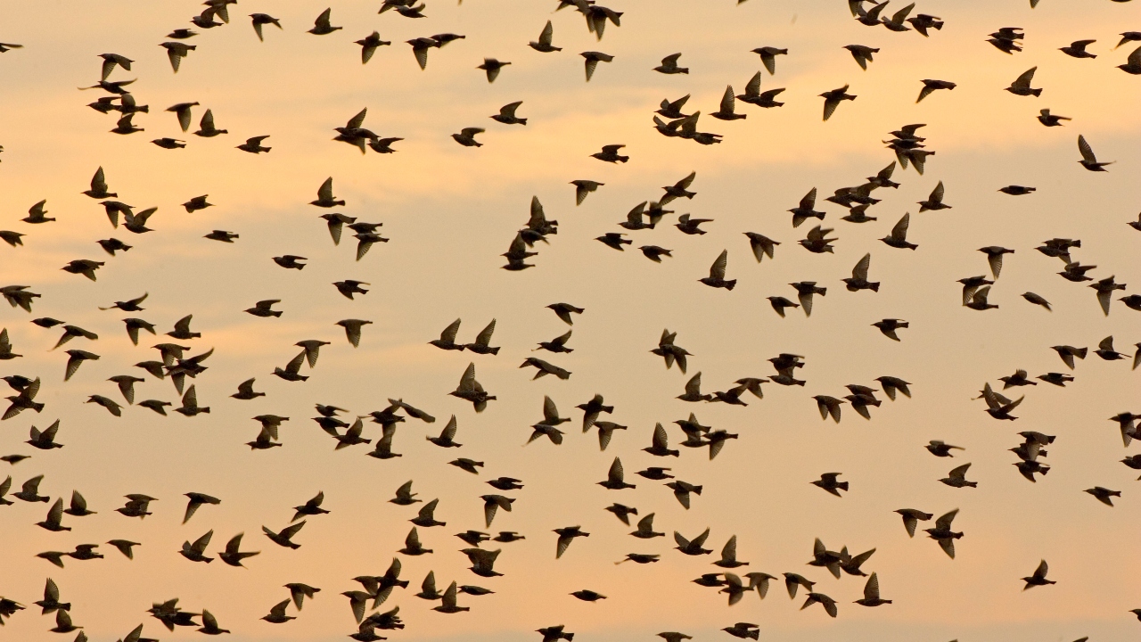 Novo estudo aponta ‘crise de extinção’ que pode dizimar 500 espécies de aves